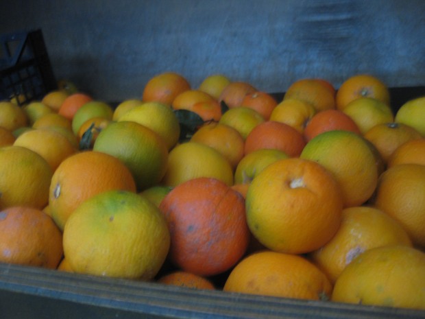 【fig. 6】晩秋から冬の間、ギリシャには柑橘類が溢れる